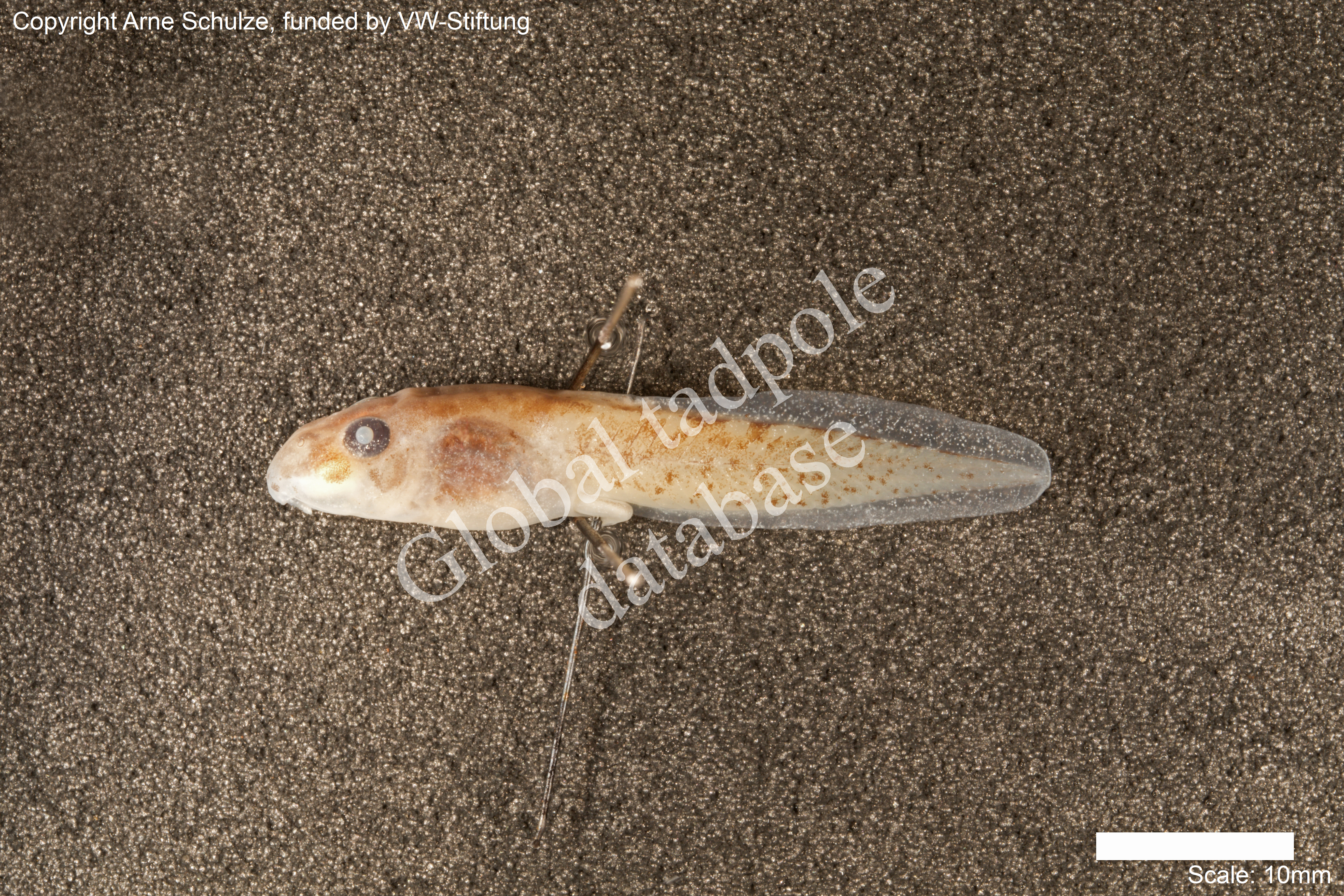 Sorry, no picture available